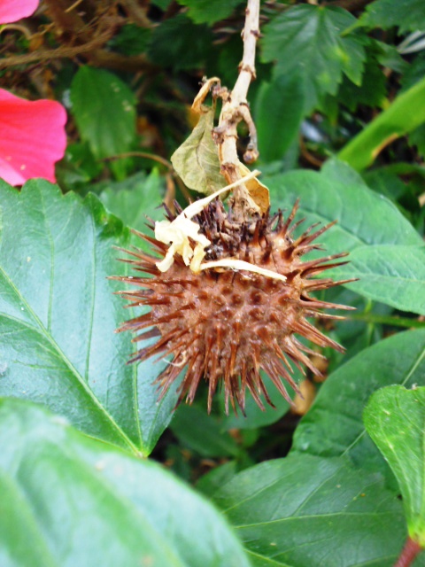 Palmhouse Flower