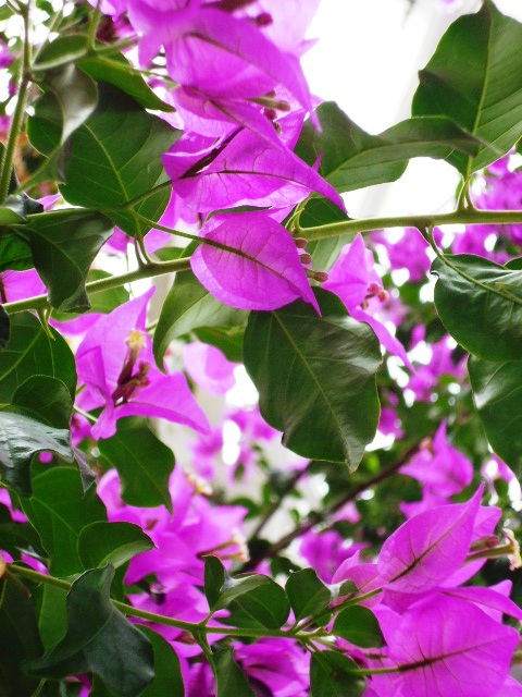 Palmhouse Flower