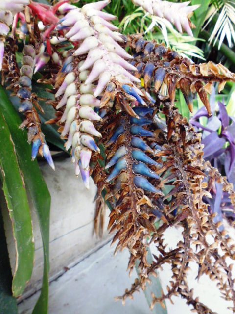 Palmhouse Flower