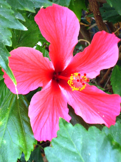 Hibiscus Flower