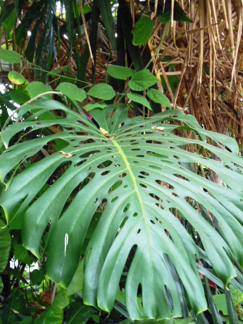 Palmhouse Flower