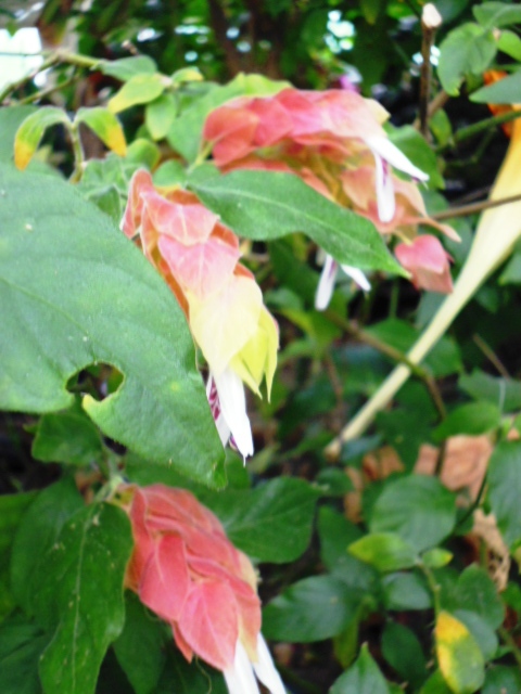 Palmhouse Flower