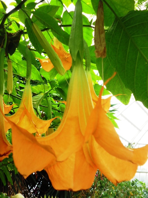 Palmhouse Flower