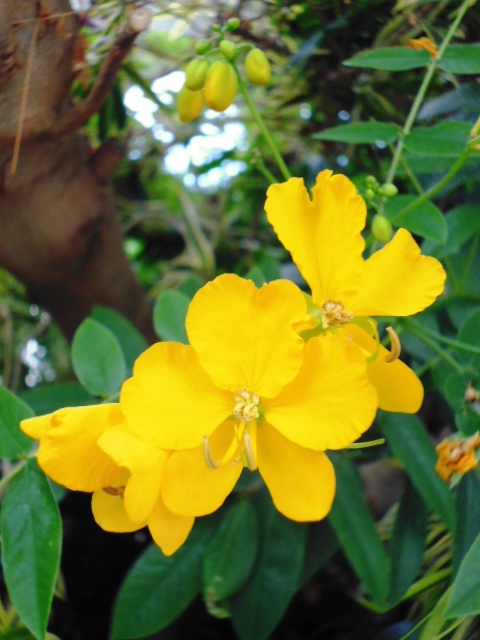 Palmhouse Flower