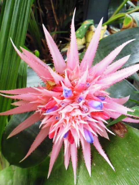 Palmhouse Flower